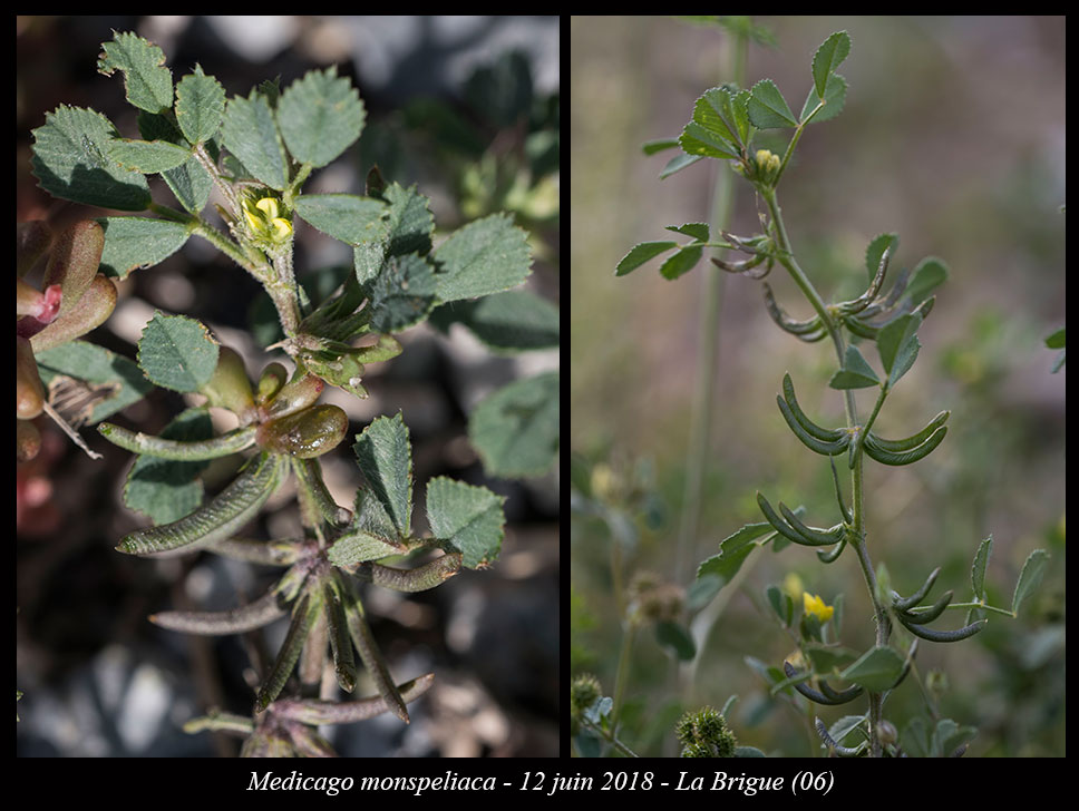 Medicago monspeliaca